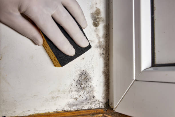 Best Mold Removal for HVAC Installations  in Goddard, KS